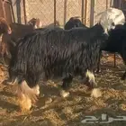 خروف نجدي ونعجة نجدية تحتها خروف