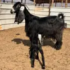 للبيع عارضيه ( تم البيع )