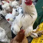 دجاج براهما كلومبي اصل الفواخر درجة اولى