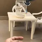فيشر هولندي