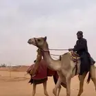 قليصه ركبي للبيع