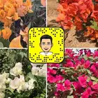 - مشتل - زهور - ورود