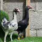 جوز بغادنه الارتفاع بلكتين