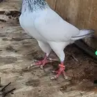 حمام باكستاني وقطيفي وصنعاوي