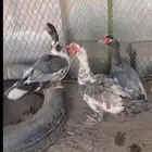 بط للبيع البيع جمله السعر على السوم