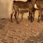 تيس جنوبي