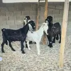 غنم وماعز للبيع