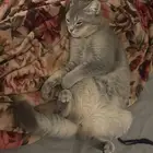 قط للتبني