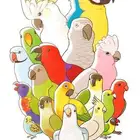 Bird caring Birds caring فندقة طيور