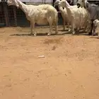 عيسيات نجد