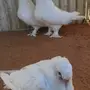 جوز بيور 