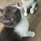 قطط