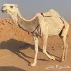 ضروبه وضحاء