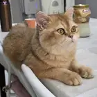 قطة و قطة سكوتش