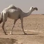 لبيع البكره القيه اطيبه