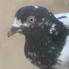 حمام باكستاني