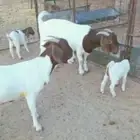 عنزين بورقوت دم كامل نقي متابيع ( تم البيع )