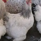 بيض دجاج براهما مخصب