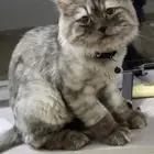 قط للتبني مع اغراضه