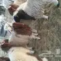 خرفان للبيع 