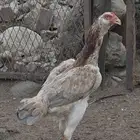 دجاج باكستاني نسل ابو ريتاج