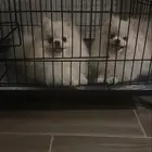 كلب بومرينيان