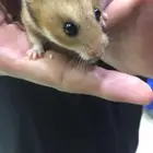 همسترات للبيع اثنين واحد ذكر وحدة انثى