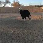 طلي نجدي مغلق جذع