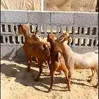 اقساط تابي وتمارا تيوس جنوبية فل على شعير وبرسيم وذره