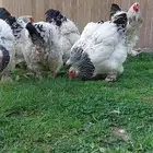 السلام عليكم ورحمة الله يتوفربيض براهمه كولنبي بيور