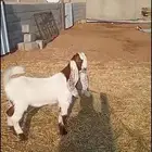 حائل أحواش الغنم طريق الروضة