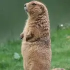 سنجاب الحقول زوج للبيع