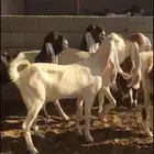 هولنديات صغار سن
