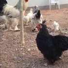 دجاج براهما وقطني وكوشن قزمي