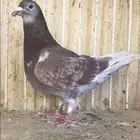 زاجل سباق