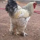 براهما