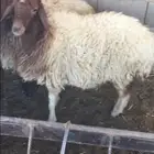 احواش الغنم طريق الروضة حايل
