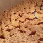 صوص بط بكين