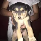 جرو روت وايلر