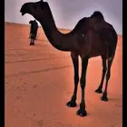 للبيع بكر مجهم جلب طيبه جدا