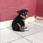 جرو روت وايلر