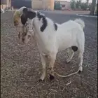فحل مطور