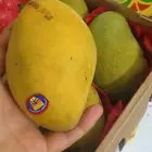 مانجا اسمعلاوي عويس و زبديه وسكري