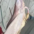 تيس تيوس ذبايح للبيع