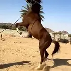 حصان فرنسي ورق