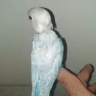 للبيع فرخ روز