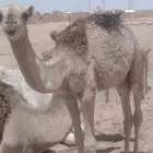 قعود للبيع شرق الرياض