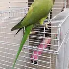 ببغاء دره متكلم مفقود في حي الرياض ب جده