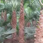 نخل واشنطني زينه نخل مثمر صقعي اخلاص مجدول خضري سلج
