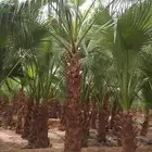 نخل وشنطني زينه فاخر